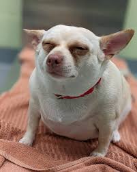 Image result for chihuahua big obesity