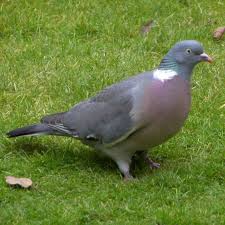 Wood Pigeon Animaux Oiseaux
