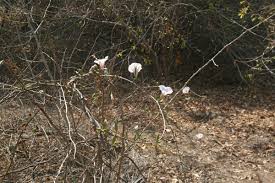 Image result for Ipomoea shirambensis