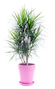 Ob pflanzen im generellen oder nur orchideen schädlich sein sollen, deckt dieser artikel auf. 30 Orchideen Ideen Orchideen Pflanzen Zimmerpflanzen