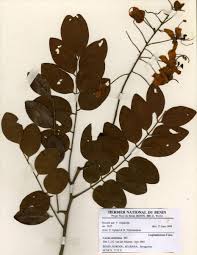 Image result for Cassia sieberiana
