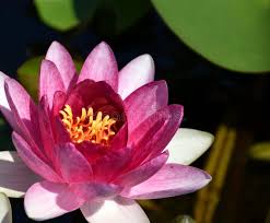 Image result for Nymphaea heudelotii