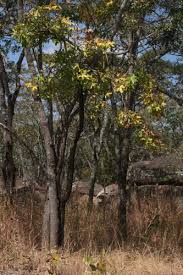 Image result for Cussonia natalensis