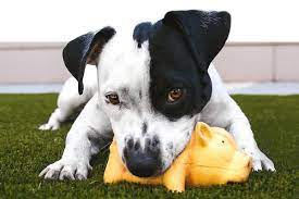 5315 airport hwy, reynolds corners, toledo. Community Petcare Clinic Affordable Pet Care In Toledo Ohio