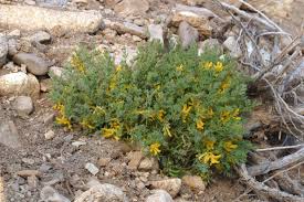 Image result for Corydalis