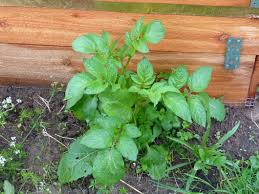 Hochbeete Im Garten Furs Gemuse Sonjas Gartenfreuden