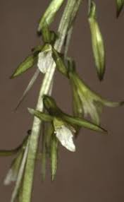 Image result for Nervilia sp.no.4