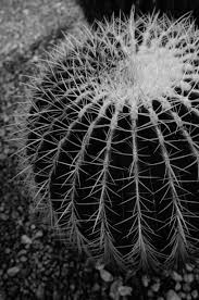 One of my other cacti up close and personal ^^. Wallpaper Japan Park Symmetry Cactus Leica Tokyo Jp Flower Flora T Shinjukgyoen Shinjuku Leicat Summicront235 Summicron T235 Black And White Monochrome Photography Botany Land Plant Flowering Plant Close Up Macro Photography