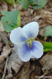 Image result for Violaceae