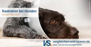 Auch rüden können schon während der pubertät kastriert werden. Kastration Bei Hunden Sinnvoll Oder Nicht Vs