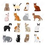 Popular Cats for Many Types of Households