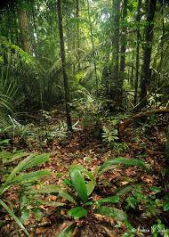 Rainforest Rainforest Nature Tropical Rainforest
