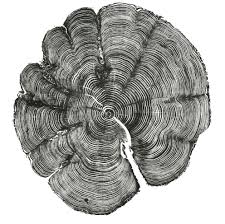 Bryan Nash Gill's BNG Studio