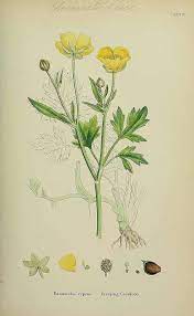 153855 Ranunculus Repens L English Botany Or Coloured Figures Of British Plants Ed 3 B J E So Botanical Drawings Botanical Illustration Botanical Art