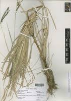 Image result for Eleusine kigeziensis