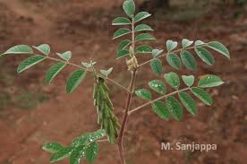 Image result for Indigofera astragalina