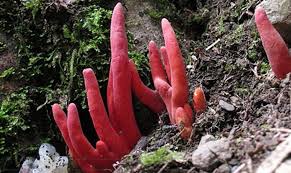 Das liegt hauptsächlich daran, das einige länder zu wenige oder ganze keine sequenzierungen bei erkannten. Er Lasst Gehirne Schrumpfen Hochgiftiger Pilz In Australien Entdeckt Wetter Com