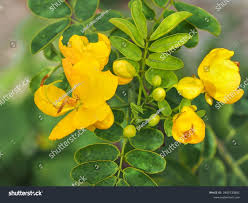 Image result for Senna bicapsularis
