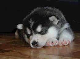 There are seven puppies in the litter which consisted of two females and five…. Alaskan Malamute Puppy Alaskan Malamute Puppies Pictures Puppies Malamute Puppies Alaskan Malamute