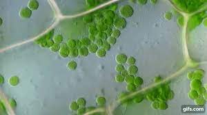We did not find results for: Plant Cells Cell Cartoons