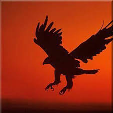 pin by صقر الصحراء falcon desert on صور للصقور المميزة bald eagle animals bird
