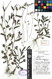 Image result for Emilia violacea