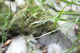 Image result for Rhynchospora gracillima