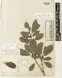 Image result for Manilkara obovata