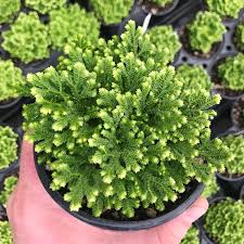 Image result for Selaginella molliceps