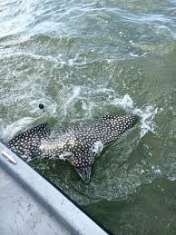 They of the eagle ray type. Spotted Eagle Ray