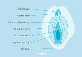 24 things every woman should know about her vagina. Female Anatomy Reproductive System And Vagina Diagram Lunette
