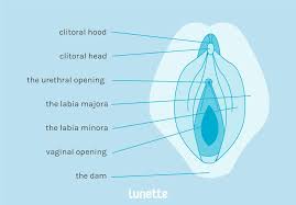 But that's only because many of us where taught that our vulvas (note: Female Anatomy Reproductive System And Vagina Diagram Lunette