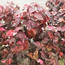 Image result for Acalypha manniana