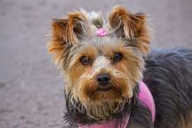 Auch wenn ein yorkshire terrier sehr alt werden kann, gibt es doch krankheiten und gesundheitliche einschränkungen, die zu einer verringerten lebenserwartung führen können. Yorkshire Terrier Lebenserwartung Lebensdauer Yorkshire De