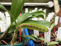 Image result for Bulbophyllum comatum