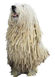 Check spelling or type a new query. Large Dogs That Shed A Lot