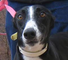 Dog Racing Just Ended in Iowa