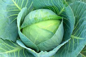 Learn which plants do best in fall and this lettuce seeds won't germinate if the temperatures are in the 80s. The Easiest Fruits And Vegetables To Grow For Beginners
