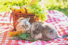 That is, they still have the ability to hunt and eat their prey. Raw Fruits And Vegetables For Your Cat Advice Guidance And Support