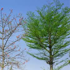 Image result for Terminalia tricristata