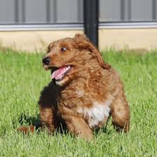 While a golden retriever mix does have its advantages, one should be aware of the possible drawbacks of a mixed golden retriever. Get To Know The Mini Golden Retriever K9 Web