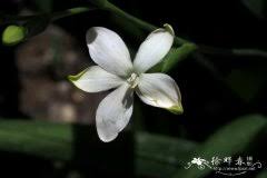 Image result for Chlorophytum gallabatense
