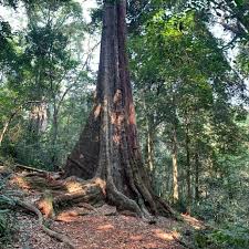 Image result for Nuxia oppositifolia