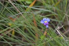 Image result for Monopsis decipiens