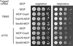 Тацухиса судзуки / tatsuhisa suzuki. Mitochondrial Volume Fraction And Translation Duration Impact Mitochondrial Mrna Localization And Protein Synthesis Elife
