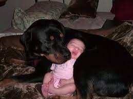 Rottweiler Dogs And Babies Kissing And Playing Happy Together Compilation Dog Loves Baby Videos Youtube