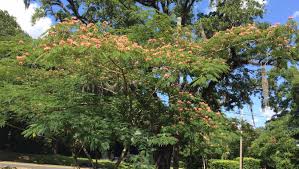 I purchased a mimosa tree this past spring and it has performed well so far this summer. Put Mimosa Trees On Your Do Not Grow List