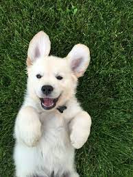 We did not find results for: Cooper The English Cream Golden Retriever Bend Oregon Cute Puppies Puppies Dog Breeds