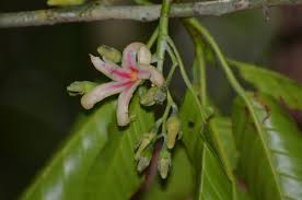 Image result for Monotes dasyanthus