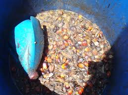 Udang galah memang paling menjadi udang faforit di kalangan masyarakat umum.sebab udang ini banyak memiliki kandungan gizi yang banyak,selain umpan paling bagus dan galak untuk mancing udang adalah dari jenis udang kecil.ingat udang adalah salah satu hewan kanibal yang memakan. Umpan Ikan Kelah Paling Power Di Kalangan Kaki Pancing Kelah